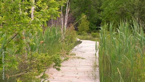 Boardwalk hiking trail through green wetlands near Cedar Spring campground, on Beausoleil Islands, Georgian Bay Islands National Park, Ontario, Canada photo