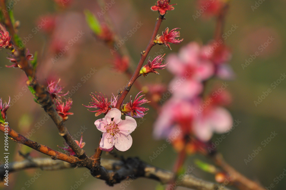 Pink Peach flowers. Peach branch blossom in spring Pink Peach flowers. Peach branch blossom in spring