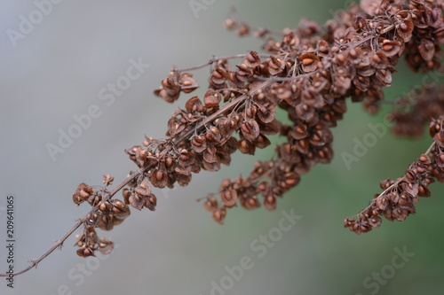 Seeds of Yellow dock(Rumex cru\ispus) photo