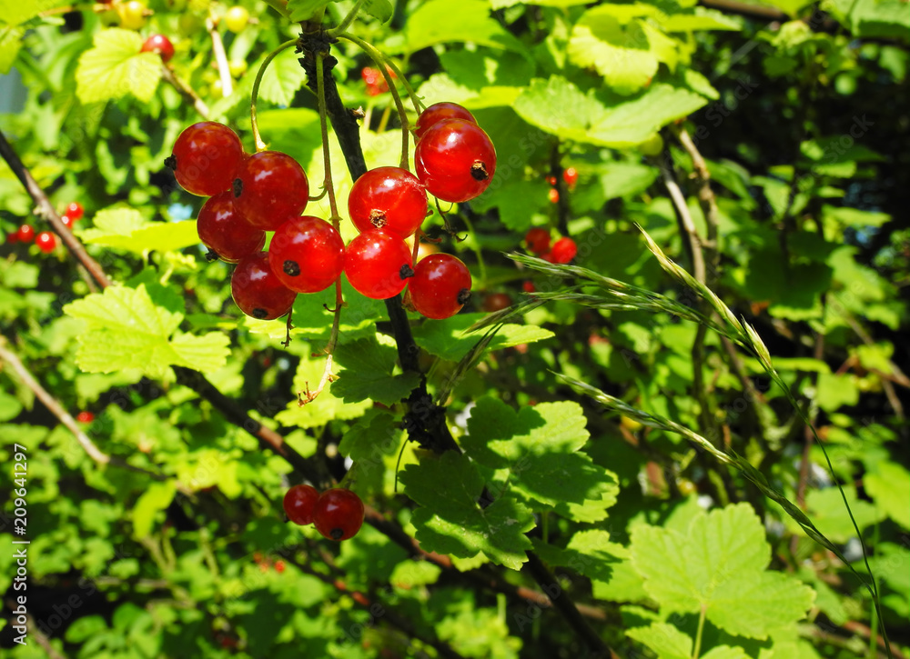Ripe red currants in the garden Ripe red currants in the garden