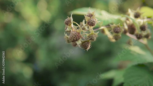 Wallpaper Mural Raspberry raspberries on a sunny summer day. Crimson bush in the summer garden. Torontodigital.ca