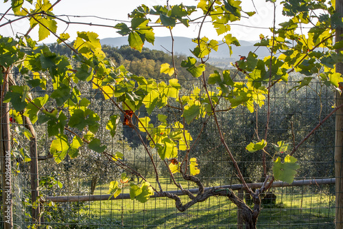 Sunny vines in vineyard