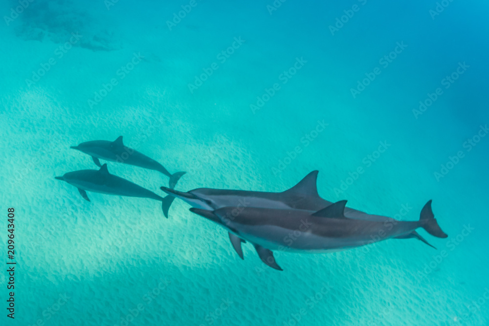 Obraz premium Dolphins swimming through the bay