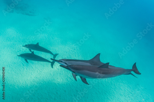 Dolphins swimming through the bay © Melissa