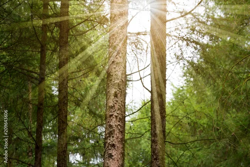 Obraz drzewa w lesie z promieniami słońca