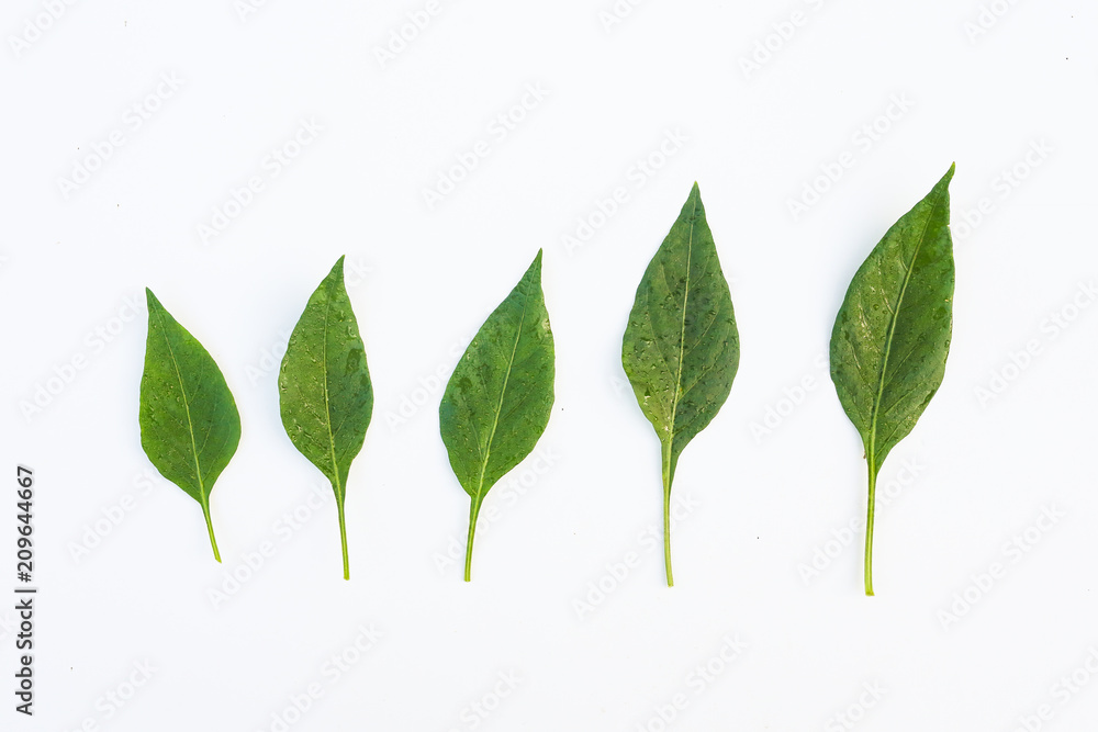 Obraz premium Leaves with drops on a white background