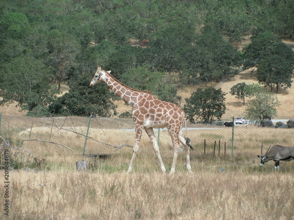 Obraz premium Giraffe