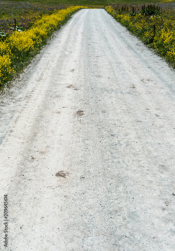gravel road lined with bright wildflowers