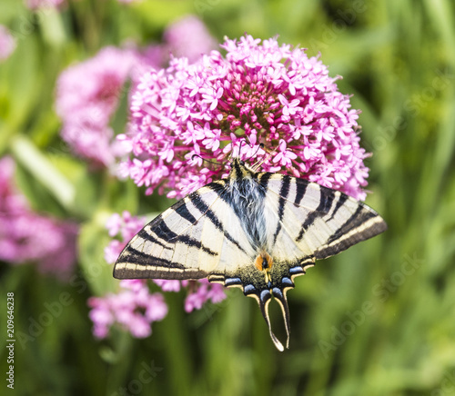 Very nice big dovetail butterfly photo