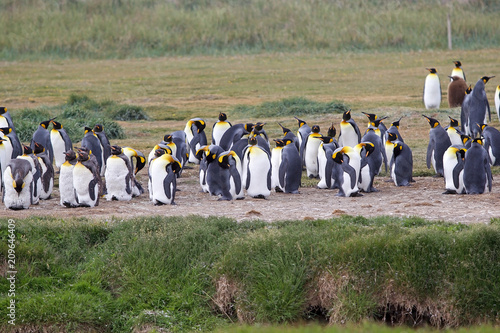 King Penguin colony at Inutil Bay in Tierra del Fuego  Chile