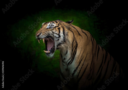 Young Indochinese tigers are roaring.