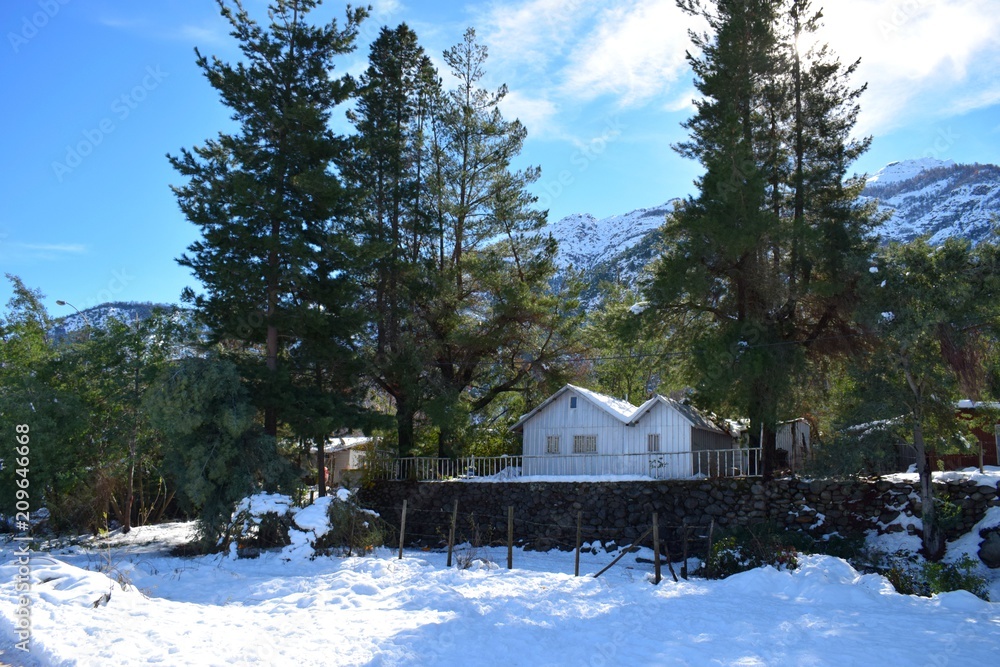 PINOS Y VIDA NATRAL NEVADO