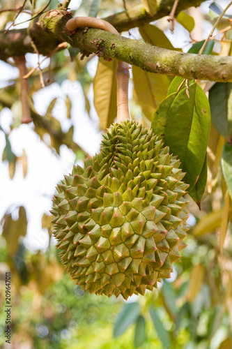 Durian, popular fruits of Thailand and foreigners