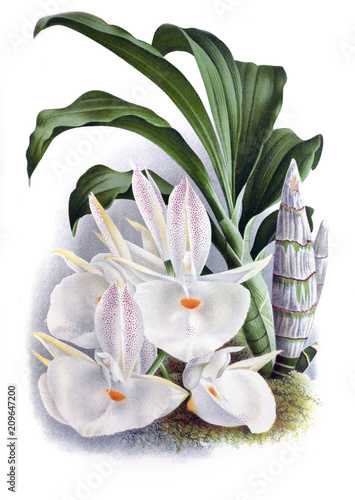 Fototapeta Naklejka Na Ścianę i Meble -  Illustration of orchid