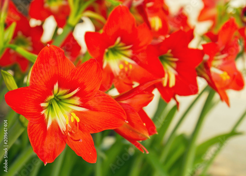 Close up of Red Amaryllis Lily flower blossom in springtime