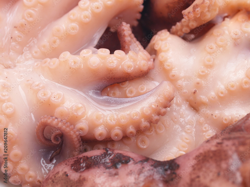Octopus Octopus