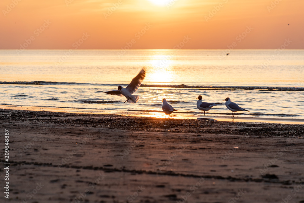Fototapeta premium dramatic sunset with birds on the beach by the sea