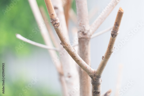 a dry fork branches tree with blur green forest background.