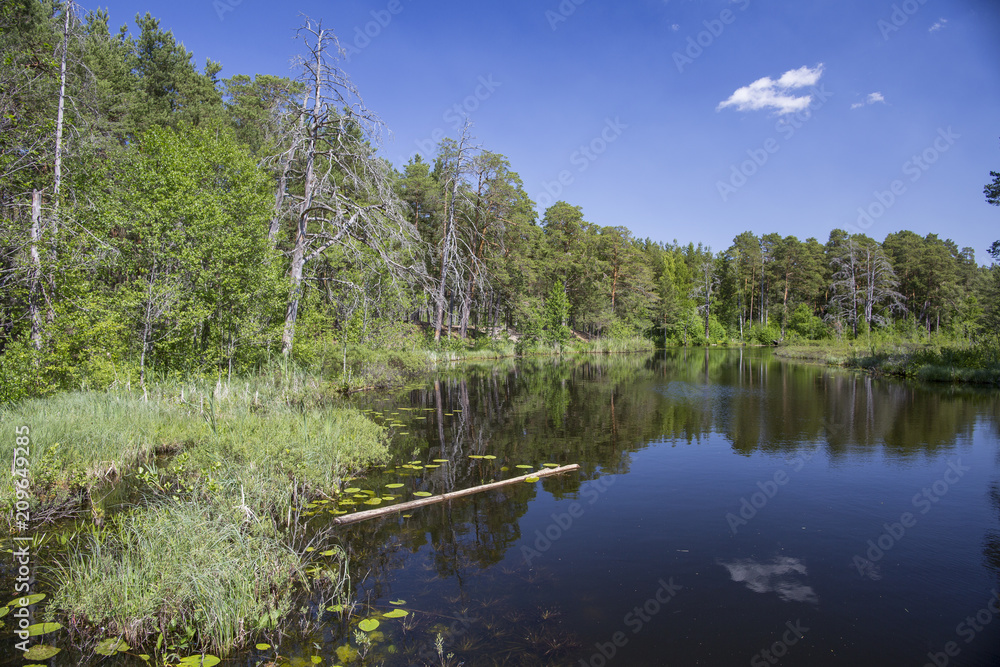 Summer day, a forest lake with hilly banks, overgrown with grass and reeds.