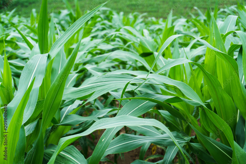 young green corn field in agricultural garden and light shines young green corn field in agricultural garden and light shines