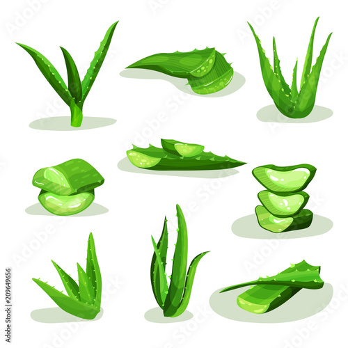 Flat vector set of bright green aloe vera leaves and pieces. Medicinal plant used in cosmetology and pharmacy. Elements for cosmetic products label