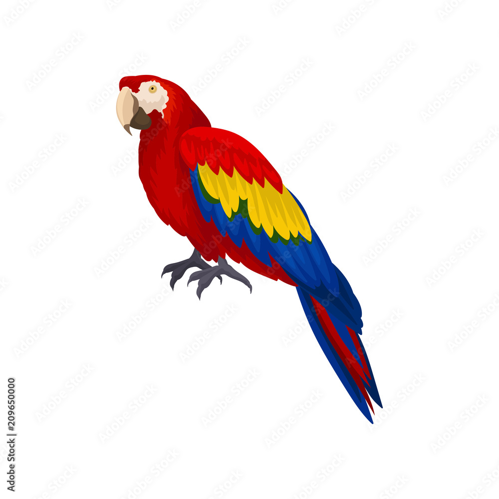 Detailed vector icon of long-tailed macaws ara . Exotic bird with red, blue and yellow feathers. Element for advertising of pet store