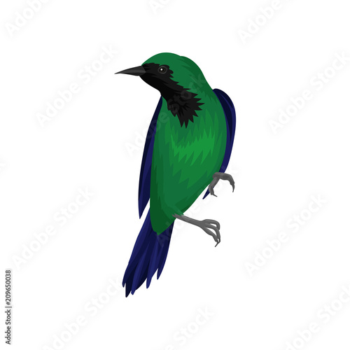 Exotic bird with bright green and dark blue feathers. Wildlife and fauna theme. Detailed vector element for ornithology book, print or poster