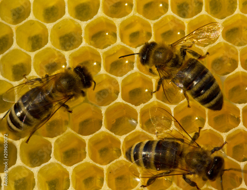 Beauty inside the hive. Bees transform nectar into honey. © The physicist