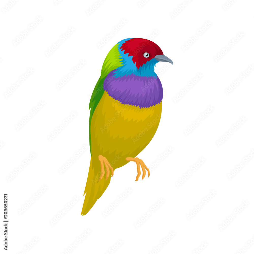 Detailed vector portrait of gouldian finch. Exotic bird with bright-colored feathers and little beak. Wildlife and fauna theme