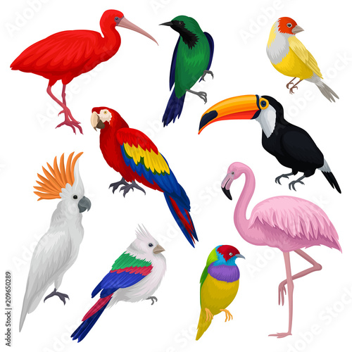 Detailed vector set of various exotic birds. Wild creatures with colorful feathers. Fauna and wildlife theme