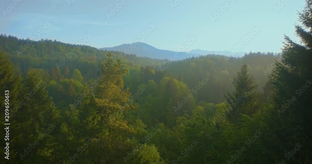 Aerial passing high tree tops revealing beautiful deep green forest in morning mist with blue sky in background. Aerial passing high tree tops revealing beautiful deep green forest in morning mist with blue sky in background.