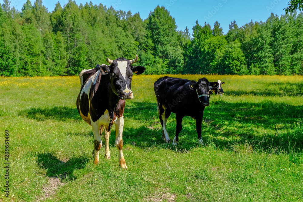 Holstein cows cattle in the meadow Holstein cows cattle in the meadow