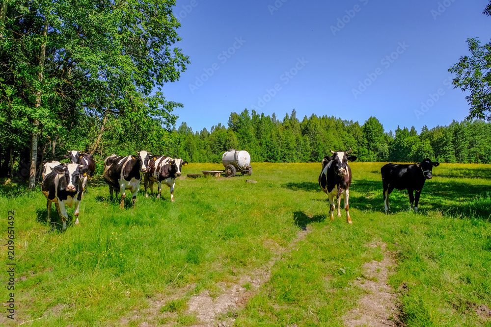 Holstein cows cattle in the meadow Holstein cows cattle in the meadow