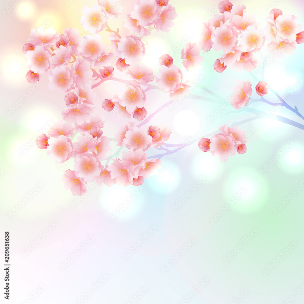 Fototapeta Kwitnąca gałązka kwiatów sakura, żywy gradient