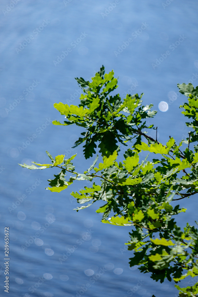 Obraz premium sparkling natural round flares reflections in water with green tree leaves in foreground