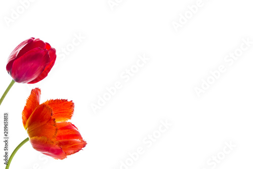 Tulip flowers on white background with space for your text.