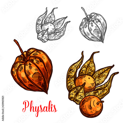 Physalis fruit or ground cherry berry sketch