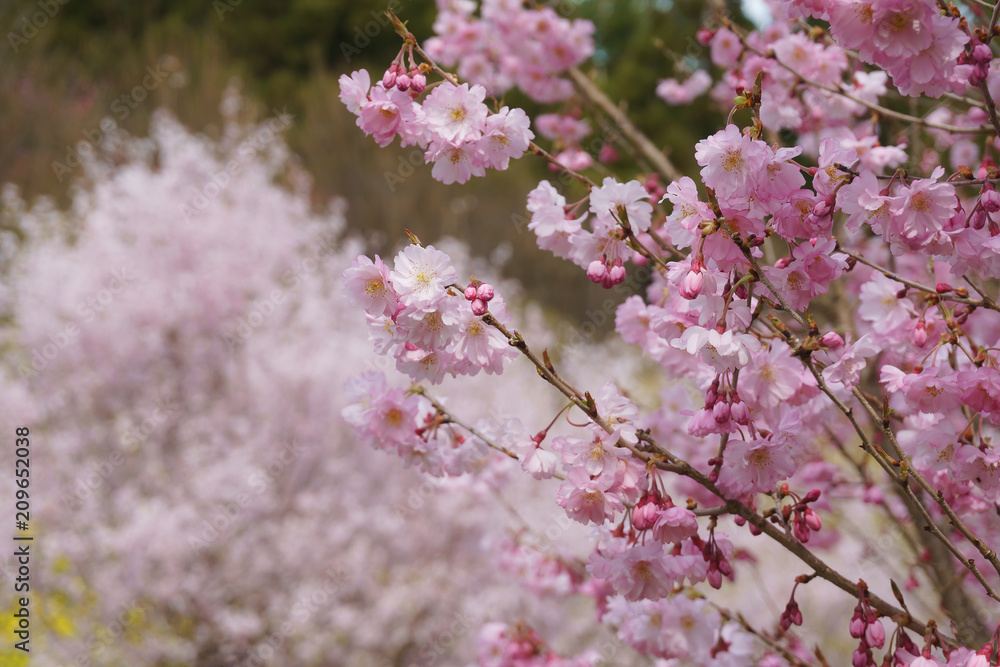 花見山公園 hanamiyama park