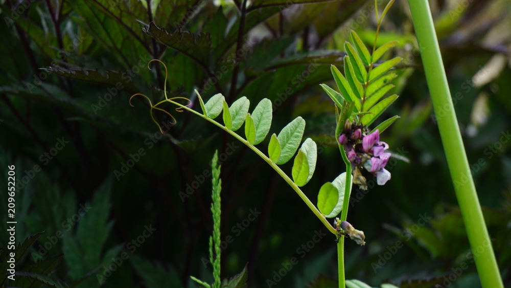 Obraz premium wild pea