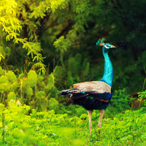 Peacock in Bundala national park. Sri lanka photo