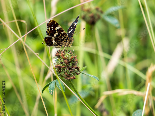 Landkärtchen in einer Sommerwiese photo