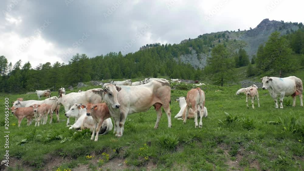 Cattle cow calf herd grazing on pasture in the Italian Alps Cattle cow calf herd grazing on pasture in the Italian Alps