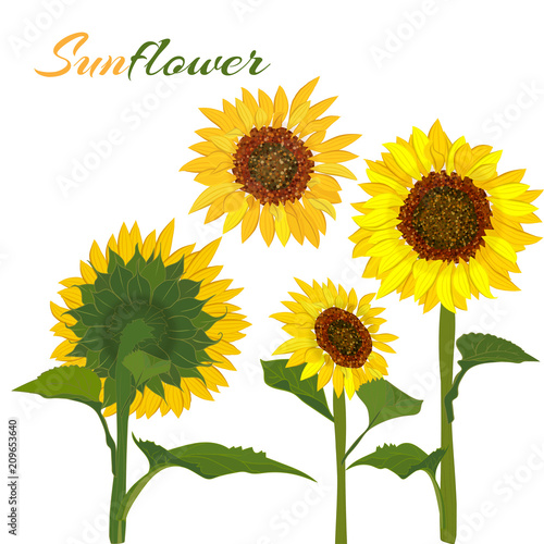Beautiful botanical art illustration with set sunflower isolated on white background for print decorative design, wedding invitation card. Colorful summer sketch, watercolor style.