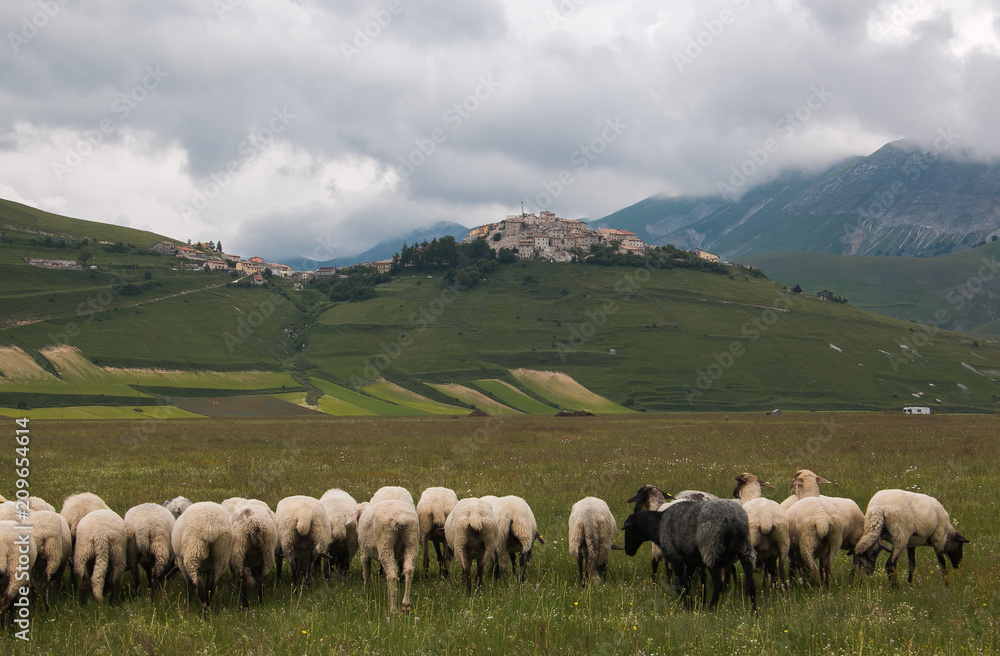 Gregge di pecore nel Pian Grande a Castelluccio di Norcia