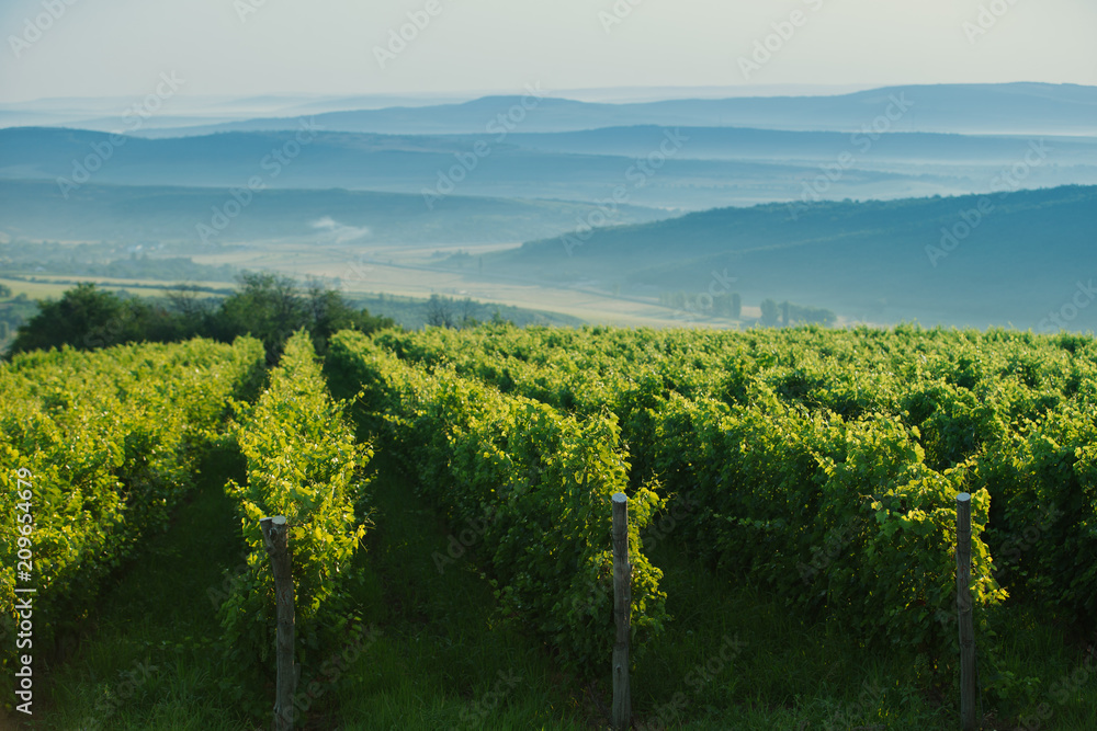 Wide panoramic shot of a green summer vineyard in the morning