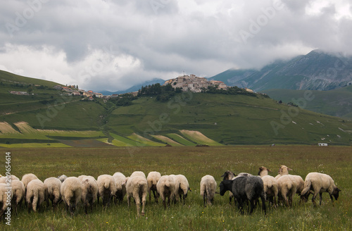 Gregge di pecore nel Pian Grande a Castelluccio di Norcia