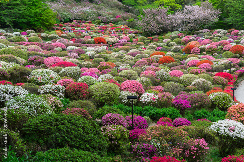 Fotografie つつじ 御船山楽園