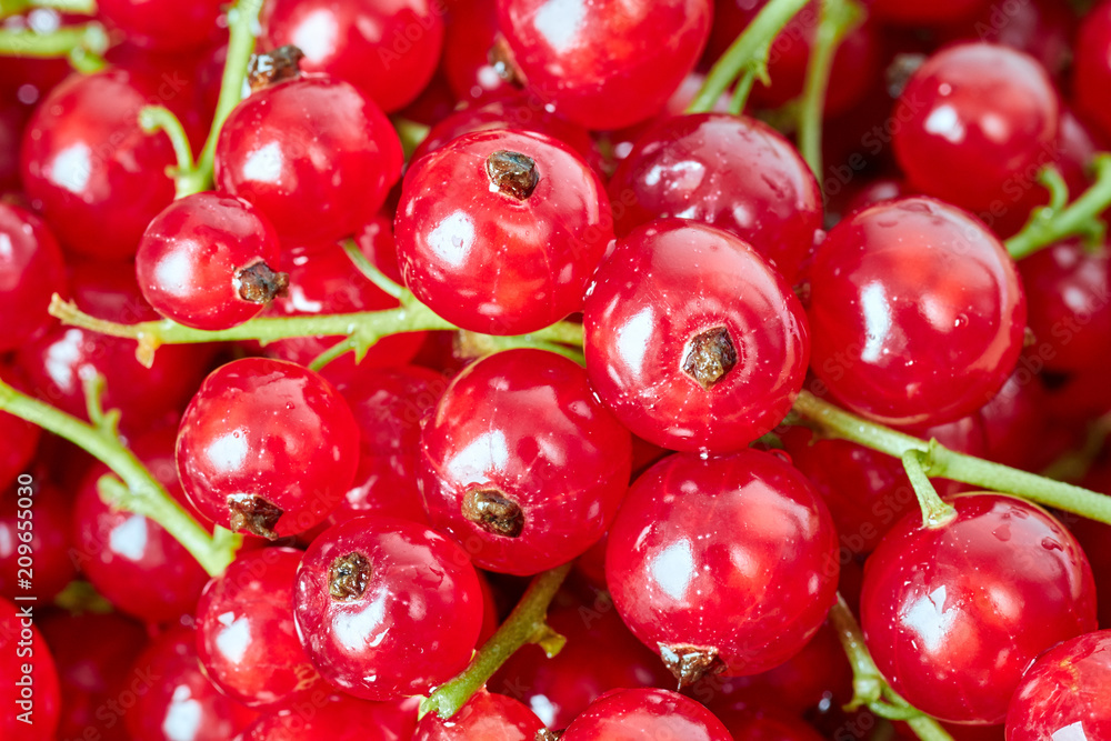 Close up picture of ripe juicy red currant berries, shallow depth of field. Close up picture of ripe juicy red currant berries, shallow depth of field.