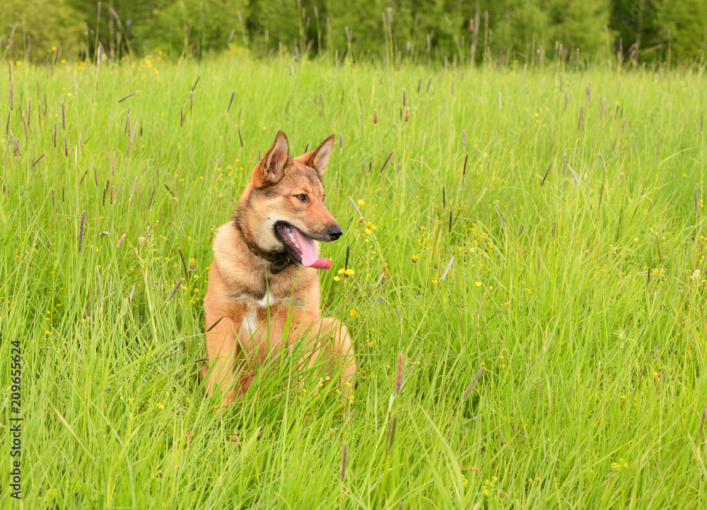 The red dog is sitting on a meadow in the grasses and flowers. The happy pet with their tongues hanging out in a outdoor. The red dog is sitting on a meadow in the grasses and flowers. The happy pet with their tongues hanging out in a outdoor.