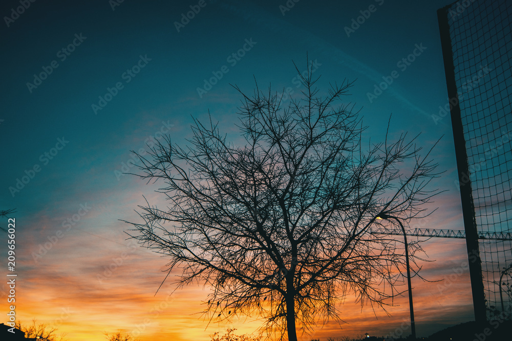 Naklejka premium Orange and blue colors of a sunset with the silhouette of leaves and trees without leaves